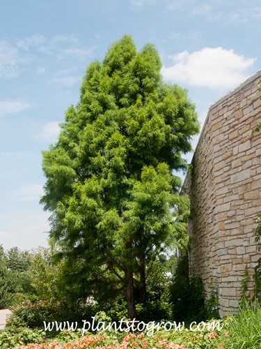 Shawnee Brave Bald Cypress